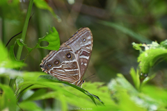 Morpho rhodopteron