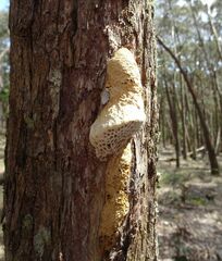 Hexagonia vesparia
