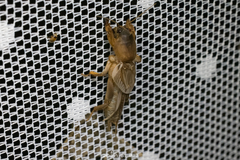 Gryllotalpa orientalis