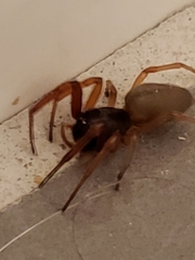 Trachelas tranquillus