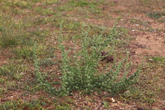 Salsola australis