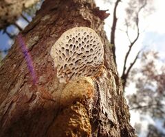 Hexagonia vesparia