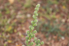 Salsola australis