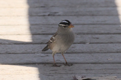 Zonotrichia leucophrys