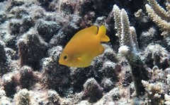 Pomacentrus moluccensis