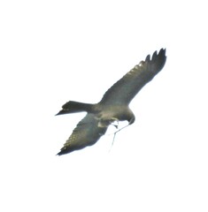 Milvus migrans parasitus