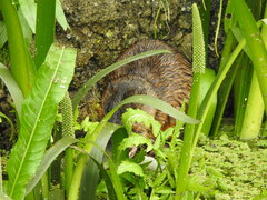 Hydromys chrysogaster