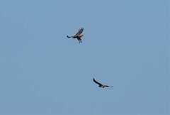 Buteo jamaicensis calurus