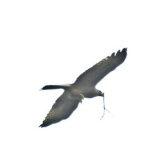 Milvus migrans parasitus