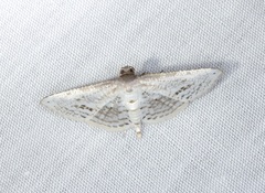 Calindoea anticalis