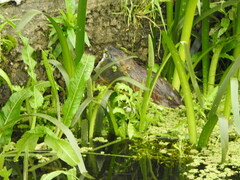 Hydromys chrysogaster