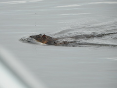 Hydromys chrysogaster
