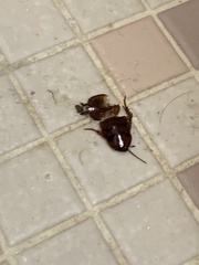 Periplaneta americana