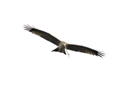 Milvus migrans parasitus