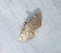 Cangetta hartoghialis