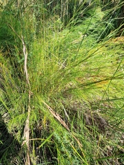 Baloskion tetraphyllum tetraphyllum