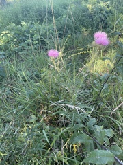 Cirsium discolor