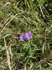Ruellia caroliniensis