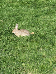 Sylvilagus nuttallii