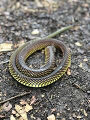 Drymobius margaritiferus