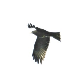 Milvus migrans parasitus