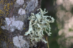 Ramalina celastri
