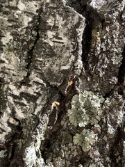 Flavopunctelia soredica