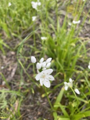 Allium roseum