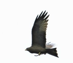 Milvus migrans parasitus