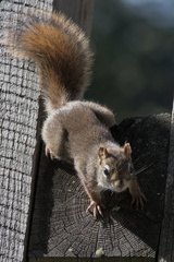 Tamiasciurus hudsonicus