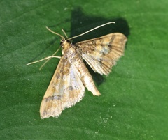 Hydriris ornatalis