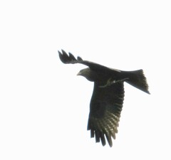 Milvus migrans parasitus