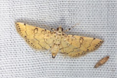 Lamprosema tampiusalis