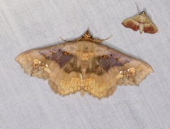 Lopharthrum comprimens