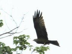 Milvus migrans parasitus