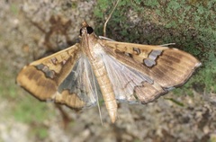 Maruca vitrata