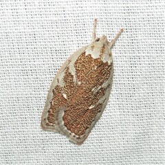 Euchaetis rhizobola
