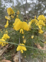 Gompholobium