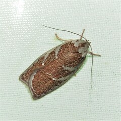 Euchaetis rhizobola