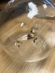 Paravaejovis confusus