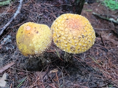 Amanita muscaria guessowii
