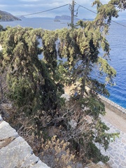 Cupressus sempervirens