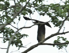 Milvus migrans parasitus