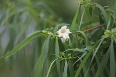 Eremophila bignoniiflora
