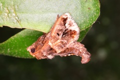 Phlossa conjuncta