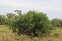 Eremophila bignoniiflora