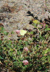 Colias