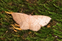 Scopula mecysma