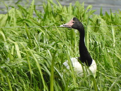 Anseranas semipalmata