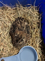 Coturnix